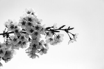 Branch of fresh cherry blossoms,
