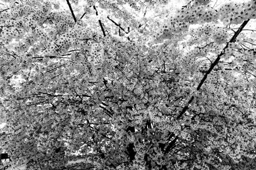 Branch of fresh cherry blossoms,