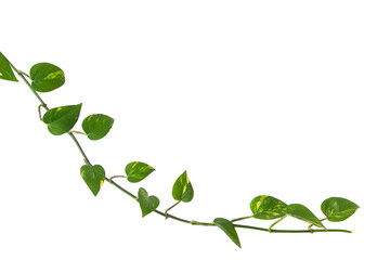 Obraz premium single vine liana plant with heart shaped green leaves isolated on white background, clipping path included