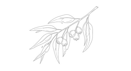 Line art illustration of a eucalyptus branch with leaves and gumnuts, depicted in a minimalist, botanical style on a white background.
