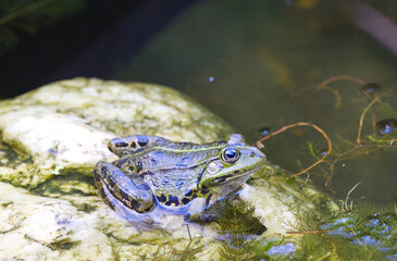 Water frog on a rock in the water next to green pond plants, green frog on a white rock in the pond, water plants protruding from the pond, Pelophylax