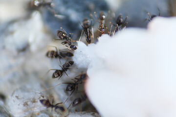 Macro shot of black ant eat prawn meat