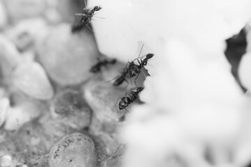 Macro shot of black ant eat prawn meat