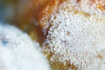 Macro shot of mildew growth on rotten lime