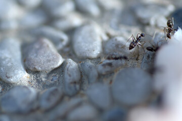 Macro shot of black ant eat prawn meat