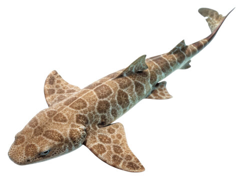 Realistic depiction of leopard shark swimming gracefully in clear water, showcasing its unique spotted pattern and streamlined body