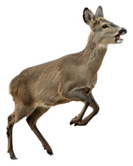 Obraz premium Graceful deer leaps through air, showcasing its agility and beauty natural setting. animal fur is rich brown, highlighting its elegant form