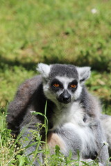ring tailed lemur