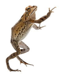 Detailed image of frog showcasing its unique features and textures, highlighting its vibrant colors and distinct patterns. frog appears lively