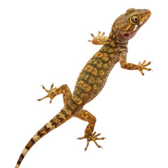 Naklejka premium Detailed image of gecko showcasing its unique patterns and colors, highlighting its agile form and distinctive features