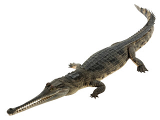 Fototapeta premium Prehistoric crocodile with long snout and sharp teeth, showcasing its unique features and textures. This fascinating creature represents ancient