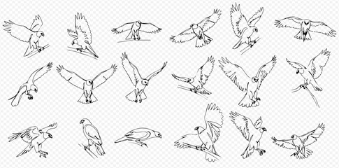 A collection of hand-drawn line art illustrations of a hawk in various dynamic poses of flying and hunting.