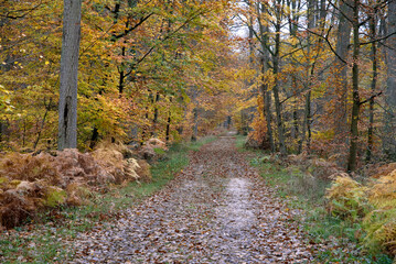 Massif de la forêt de Fontainebleu, 77, Seine et Marne , France