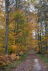 Naklejka premium Massif de la forêt de Fontainebleu, 77, Seine et Marne , France