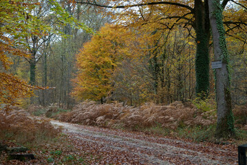 Massif de la forêt de Fontainebleu, 77, Seine et Marne , France