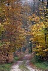 Massif de la forêt de Fontainebleu, 77, Seine et Marne , France