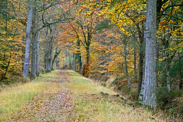 Obraz premium Massif de la forêt de Fontainebleu, 77, Seine et Marne , France