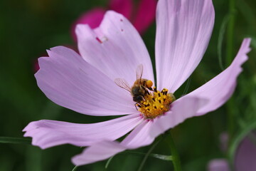 蜜蜂