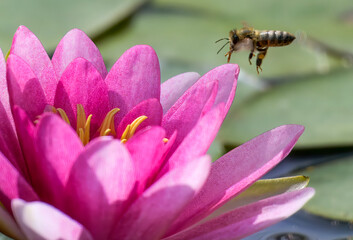 honey Bee hovers over water lilly 