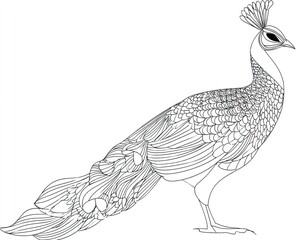 Elegant peacock vector illustration with detailed feathers and outlined form