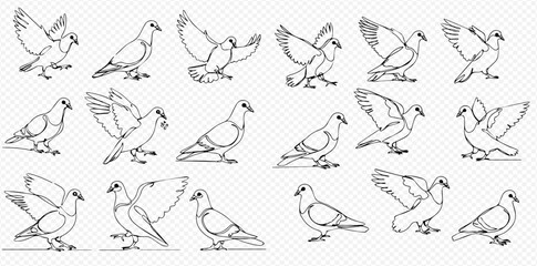 Obraz premium A collection of hand-drawn pigeon illustrations in various dynamic poses, including walking, standing, and flapping wings.