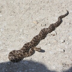 Western Massasauga
