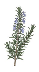 Fototapeta premium Rosemary Plant Close Up Image.