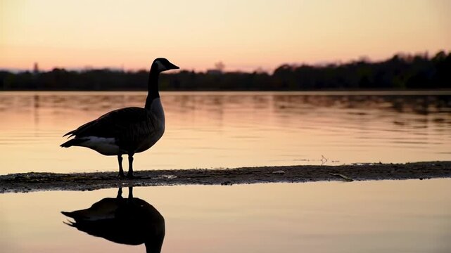 A solitary goose silhouetted against a tranquil sunset, its reflection perfectly mirrored in the still lake water.
