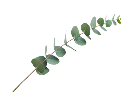 A delicate eucalyptus branch with its distinctive rounded silvery green leaves is presented against a stark black background showcasing its natural beauty and minimalist aesthetic for design
