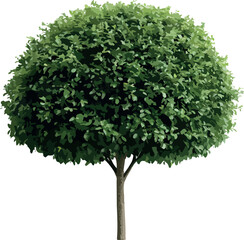 A perfectly spherical green topiary bush tree with a single trunk against a white background