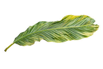 Obraz premium Lush Palm Frond isolated on transparent background