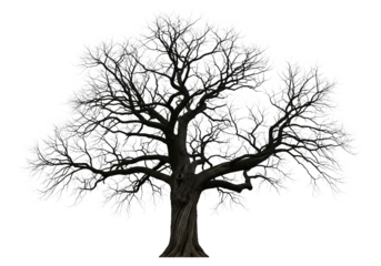 A solitary ancient gnarled oak tree with a thick textured trunk and a full dark canopy of leaves stands isolated against a stark black background