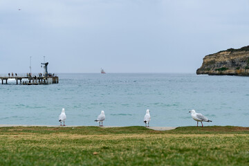 Seagulls Standing on the Shoreline at Port Campbell, Victoria, Australia