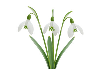 Three snowdrop flowers isolated on transparent background, delicate spring blossoms with green markings for botanical design and seasonal decoration