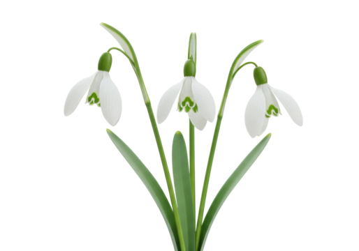 Three snowdrop flowers isolated on transparent background, delicate spring blossoms with green markings for botanical design and seasonal decoration