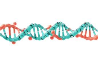Colorful DNA molecule model isolated on transparent background, genetic code structure for science and medical research