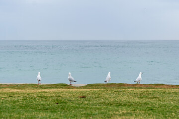 Seagulls Standing on the Shoreline at Port Campbell, Victoria, Australia