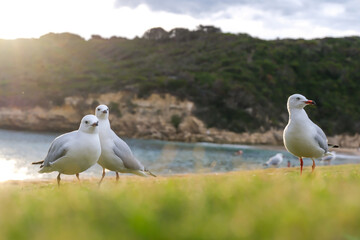 Seagulls Standing on the Shoreline at Port Campbell, Victoria, Australia