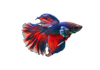 Fototapeta premium Colorful Siamese fighting fish isolated PNG, vibrant betta splendens with flowing fins on transparent background