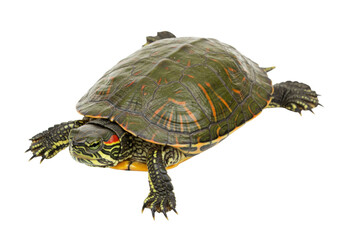 Fototapeta premium Red-eared slider turtle isolated on transparent background, aquatic reptile with distinctive red stripe for pet and wildlife concepts PNG