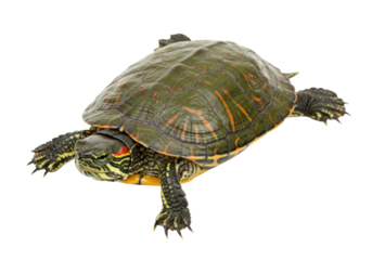 Red-eared slider turtle isolated on transparent background, aquatic reptile with distinctive red stripe for pet and wildlife concepts PNG