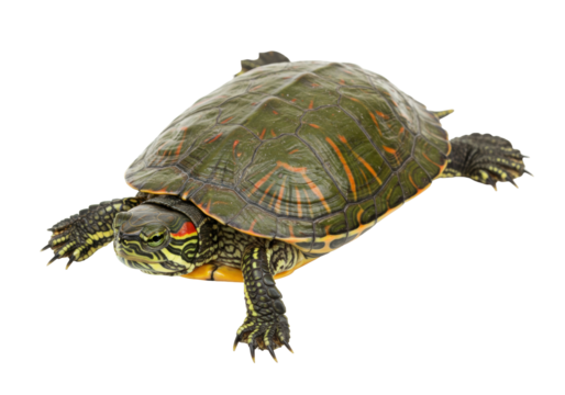 Red-eared slider turtle isolated on transparent background, aquatic reptile with distinctive red stripe for pet and wildlife concepts PNG
