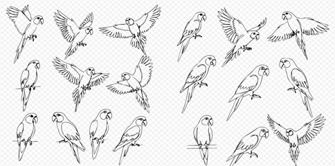 A collection of hand-drawn parrot illustrations in various poses, including sitting, perching, and flying with spread wings. © Lunara Arts