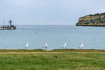 Seagulls Standing on the Shoreline at Port Campbell, Victoria, Australia