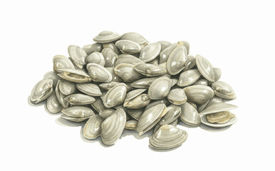 Saltwater Stillness Clams isolated watercolor vector illustration svg