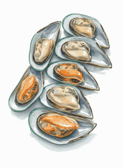 Tidal Hues mussels isolated watercolor vector illustration svg
