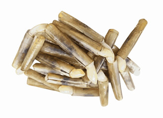 Tidal Slivers Razor clams isolated watercolor vector illustration svg © Arun168