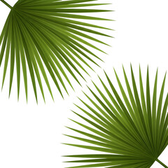 Obraz premium Two green palm leaves isolated on transparent background, tropical design element