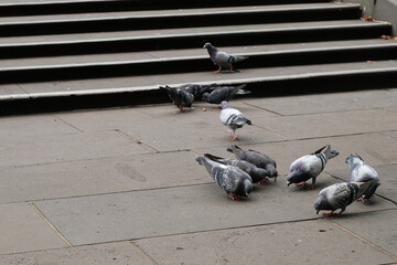 Group of pigeons feeding on the pavement near city steps in Melbourne.