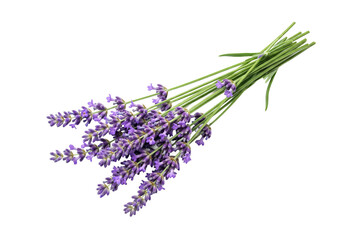 A delicate bunch of fresh purple lavender flowers tied with green stems against a stark black background showcasing natural beauty and fragrance
